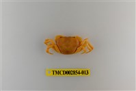 藏品(細足澤蟹)的圖片